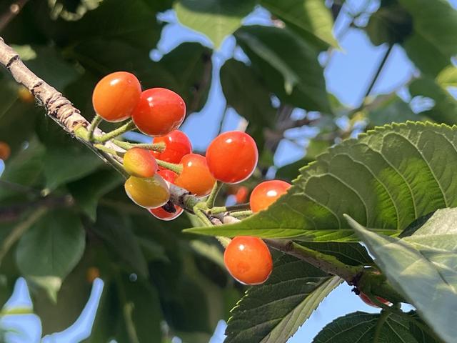 人在旅途（1）：我的家乡，山东安丘一个小山村。
