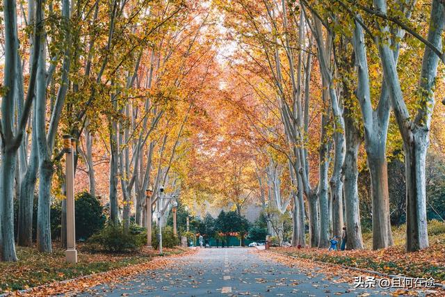 南京C位秋色！陵园路灵谷寺梧桐进入全盛期，错过又等一年