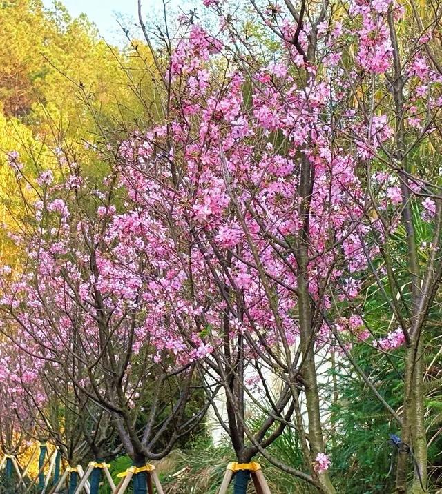 免费！千株樱花已开爆，粉色仙境等你来！