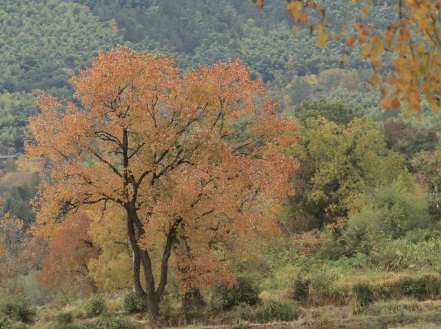 乌桕红、稻田黄、白墙黛瓦：塔川，光看图已醉！