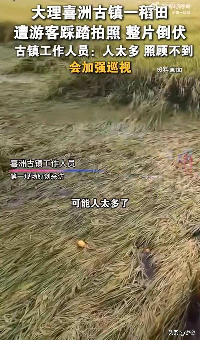 网红稻田被踩踏后续！有人制止反被怼，更多内幕曝光，果然不简单
