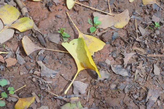 秋天不这样玩一遭，白来人间一整年