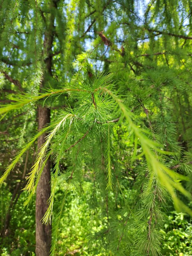 官鹅沟的植物