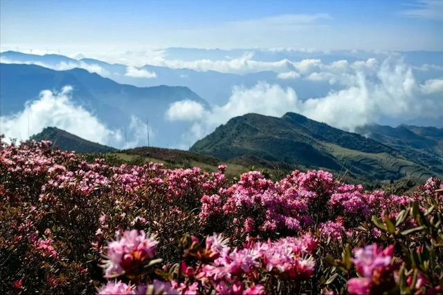 强烈建议3-5月走起的9条自驾路线，春天花开成海，沿途美成天堂！