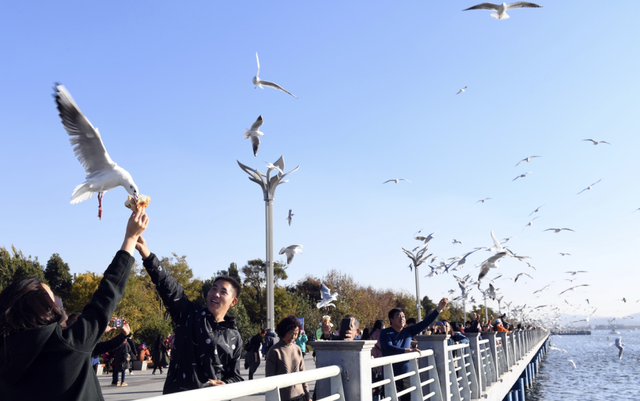观鸥季启幕 “鸥”经济升温