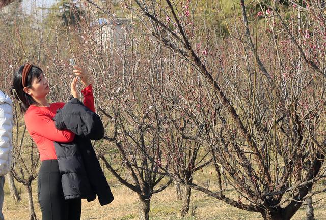 梅花绽放花芬芳