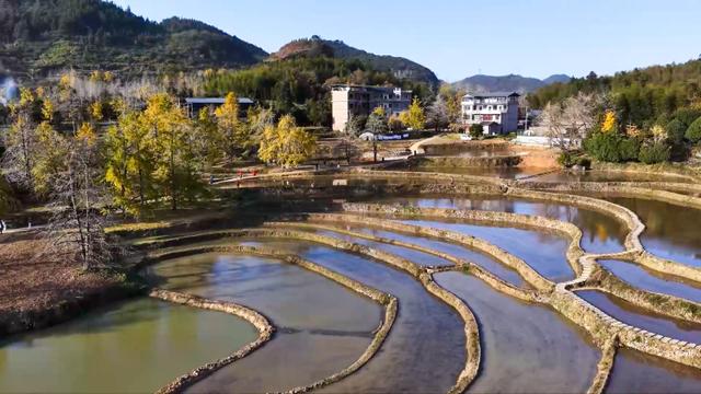 桂林灵川：百万株银杏“披金”引客来