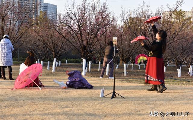 千金梅岭：红梅绽放喜迎元旦