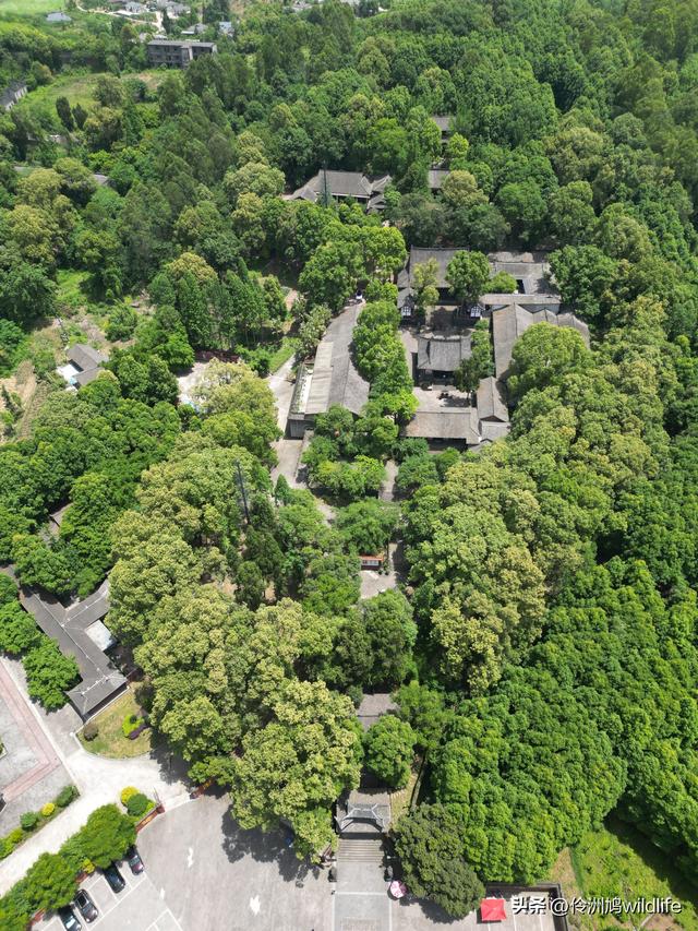 成都徒步（64）·新津篇③观音寺