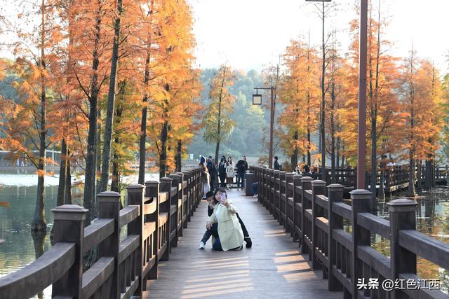 初冬限定美景！宜春北湖水杉成游人拍照“新地标”