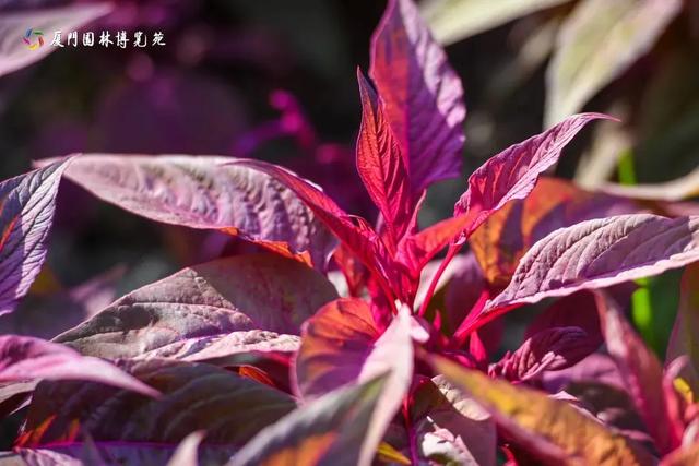 厦门双园盛事!花境艺术×食虫奇观,限时体验指南→