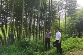 如何快速杀死竹子？竹子最害怕的2个“天敌”，都是老祖宗的经验图片