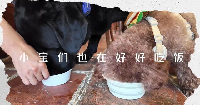 女星邓莎离家2个月花园荒废，独带3条狗游玩！与富商老公感情危机