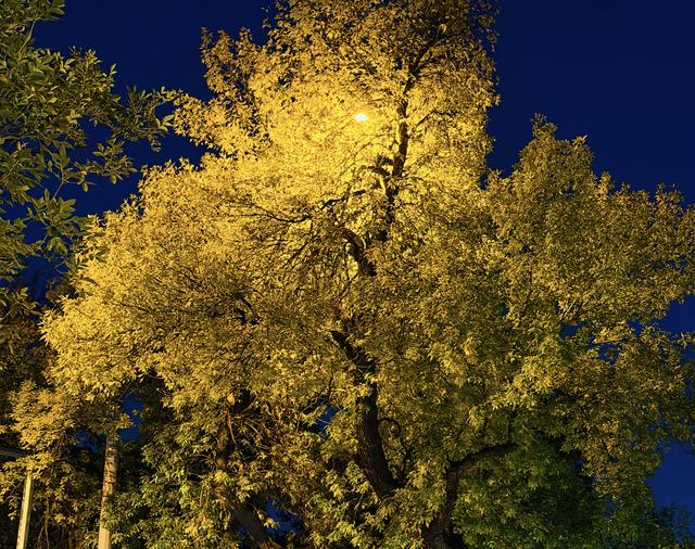 “北平之秋便是天堂” | 五四大街的金色浪漫！