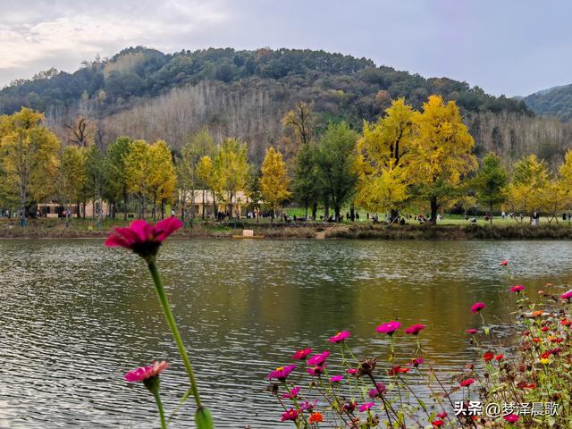 湖北随州，千年银杏谷 自然与人文的诗意交响