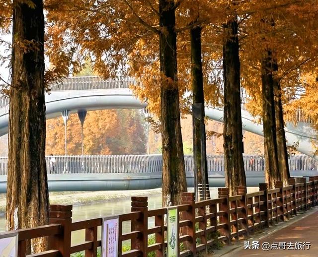 免费！成都府河上的水杉红惊艳来袭，地铁公交车直达！