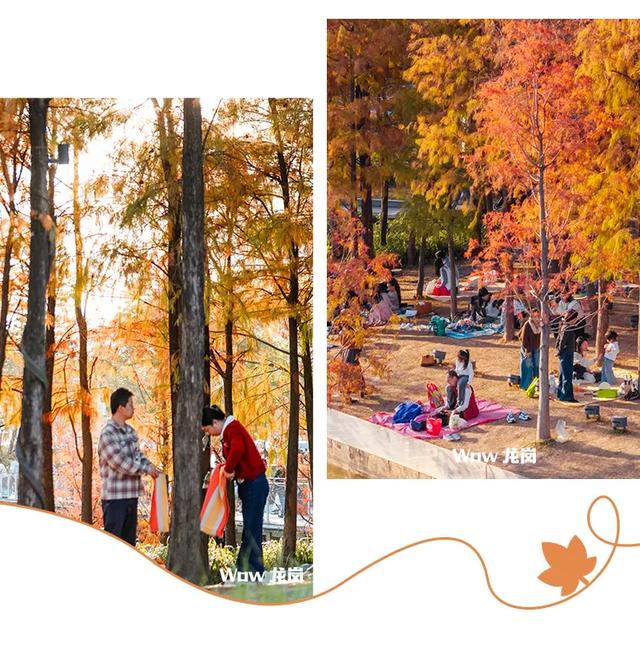 红了!龙岗落羽杉进入最佳观赏期!最全打卡攻略→