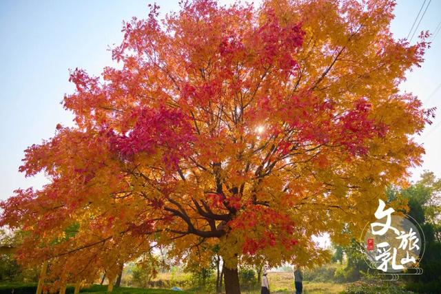 当秋风吻过乳山：一场关于色彩与治愈的漫步指南