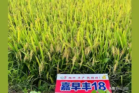 常规早稻圆粒品种嘉早丰18矮秆丰产、熟期好、抗性好图片