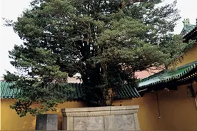 浔城故事 | 东林寺的六朝松图片