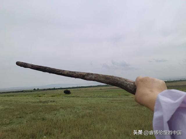寻找谷力脑包