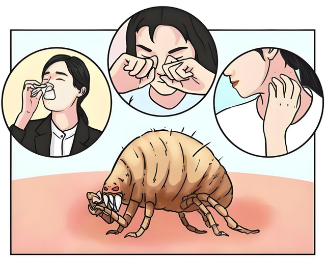 为什么特别容易尘螨过敏，对付尘螨有哪些妙招？