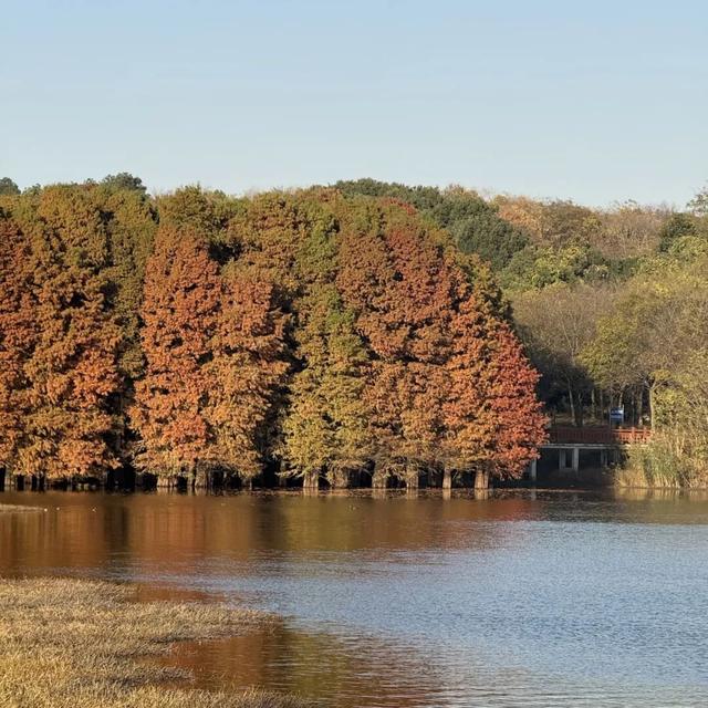 季节限定，丹徒这里“红”了！