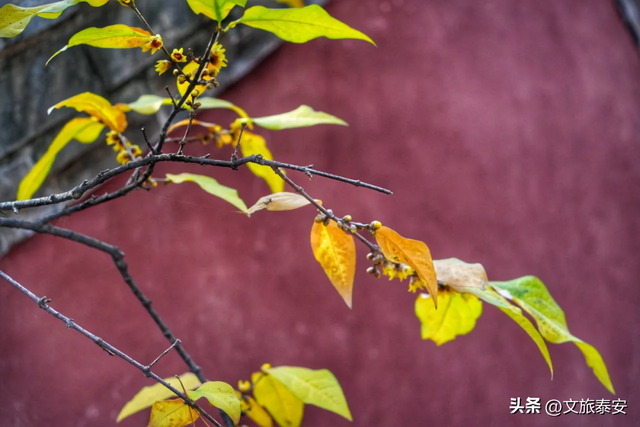 腊梅把庙堂镀成 “流动金” ！暗香浮动的王母池承包一整个冬日浪漫~