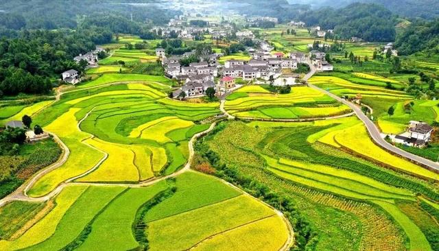 乡游黔中 · 凤冈县 进化镇丨银杏鎏金映古寨，高腔茶灯醉秋韵