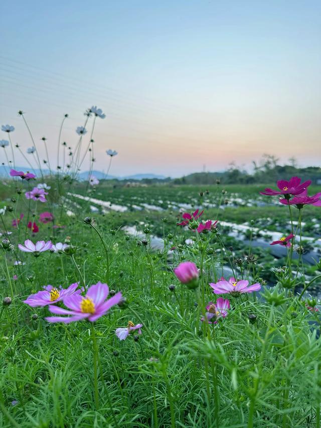 从化漫游记:撞见广州最温柔的落日与烟火