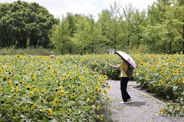 上海闵行体育公园现3000㎡金色花海，人少免费