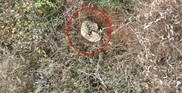 河南洛阳出现“石虎”，躲在草丛中被无人机拍到	，眼神非常警惕