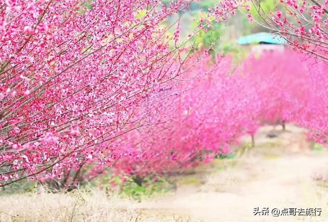 成都山地红梅开花了，粉红云霞铺天盖地，非常震撼，免费！