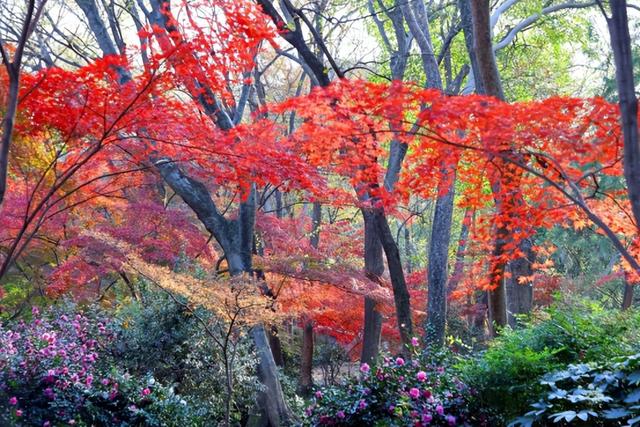 2025南京中山植物园红叶展进入最佳观赏期，百种枫叶绚烂迎客
