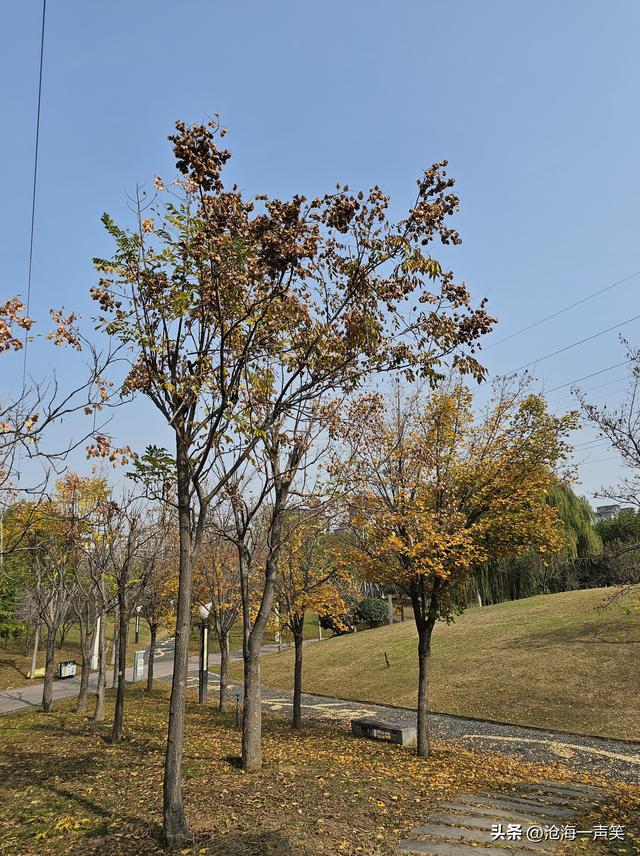 我与初冬有个约会，金黄的，绿黄的，红色的，湛蓝的，拥抱自然吧