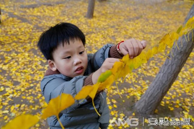 随手一拍都是大片！安阳深秋限定美景已上线→