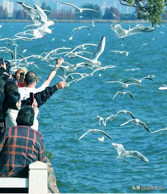 超详细攻略!在昆明官渡,与鸥共舞,六种玩法开启冬日漫游!