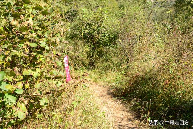 延庆应梦寺（五）：山巅极目收千嶂，林海听风涤尘心