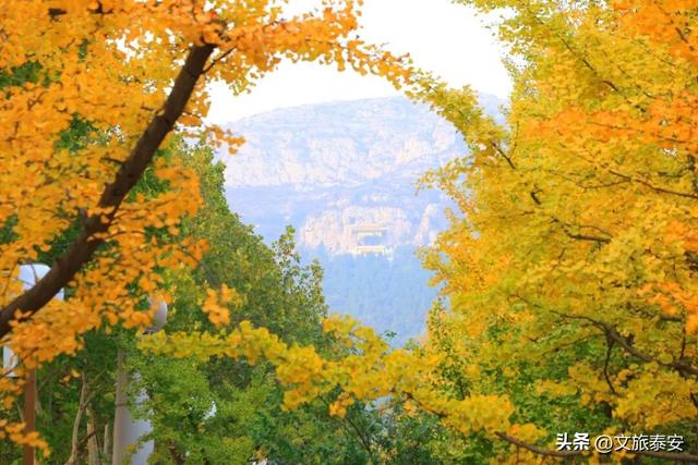 解锁「美拉德」色系！东平的秋天是懂氛围感的，朋友圈晒这些图绝对赢麻！