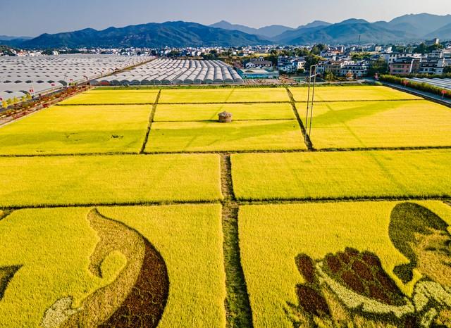 藏不住了！赣州这5处银杏秘境，惊艳了整个赣南秋天