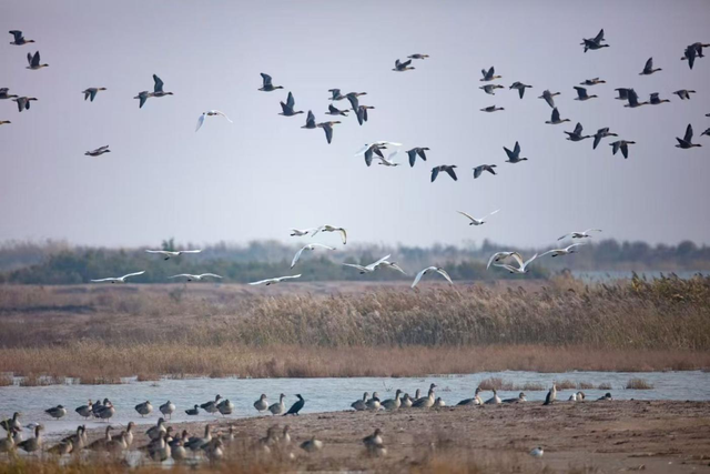 黄河入海 大美垦利 | 东营垦利观鸟贴心攻略