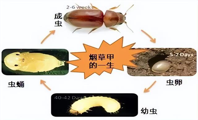 头皮发麻！家里一发现请立刻扔掉！