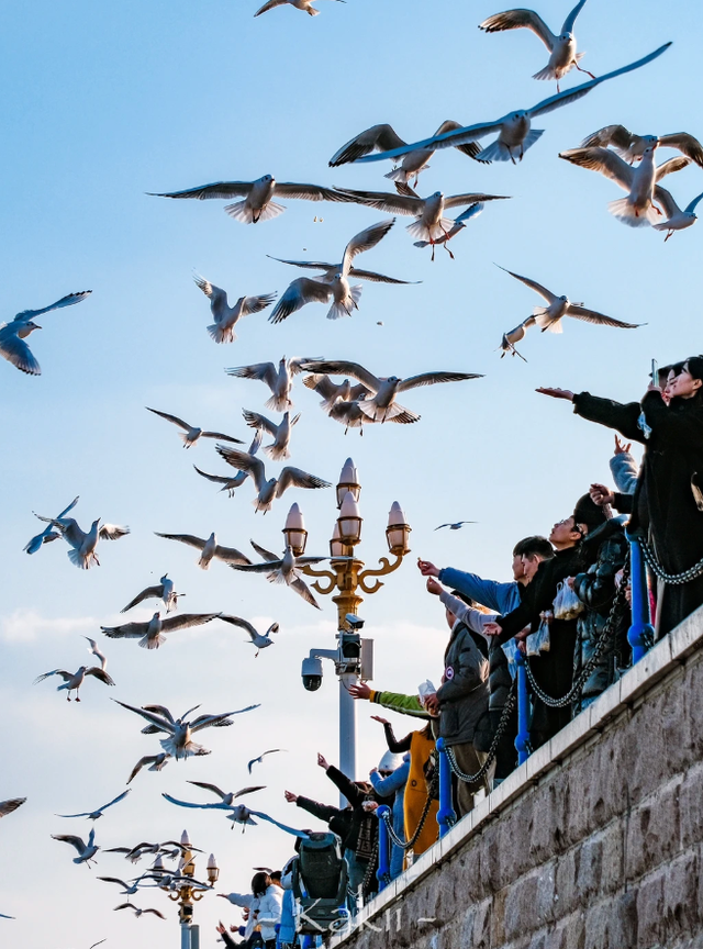 跨年前，总要来栈桥追一次海鸥吧～