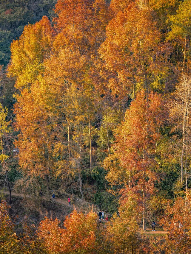 黄陂秋日限定｜草原、古村、红叶一次全解锁！