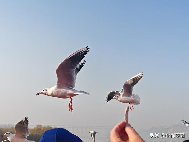 水与墨的交界：天鹅之城，三门峡六记