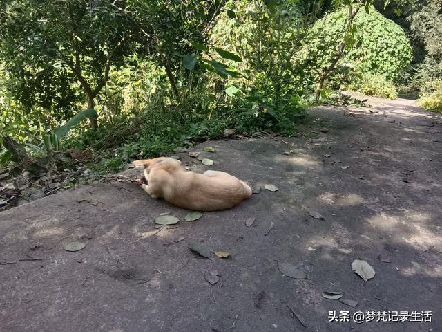 肉松的心思不难猜，低气压制造者每天都在源源不断地生产低气压