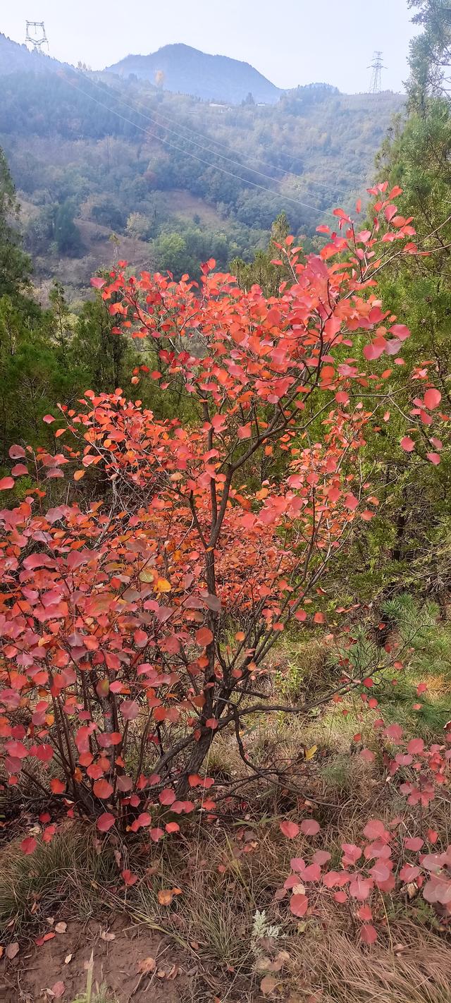 骊山红叶似火 车辆行人如织