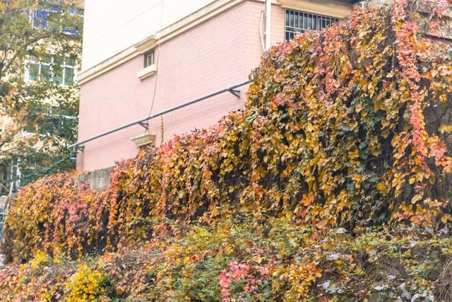 漫步未央 邂逅14个值得驻足的温情角落（上）