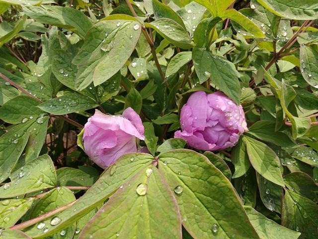 洛阳中国国花园：千亩牡丹盛放 国色倾城醉游人