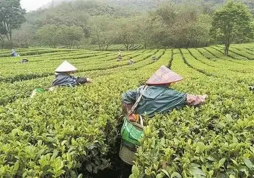 别以为种茶能赚“暴利”茶农晒账本 辛苦一年，收入没想象那么多